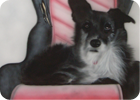 Airbrushing: image 40 of 53 thumb